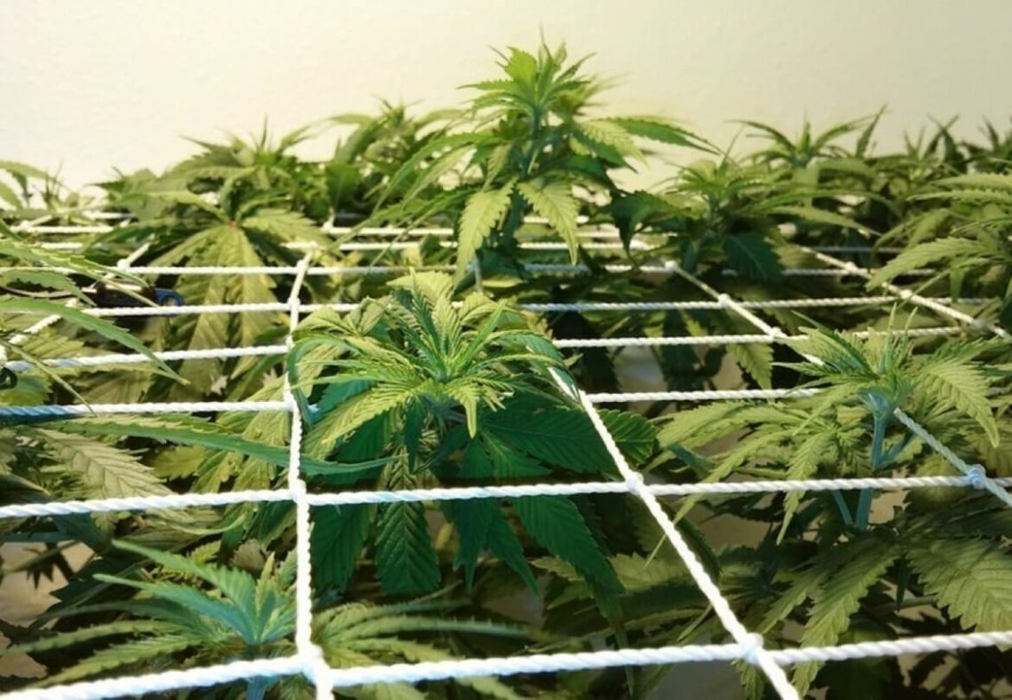 Guía completa para el cultivo de cannabis indoor