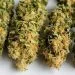 Cocinar Marihuana / Cogollos Descarboxilados